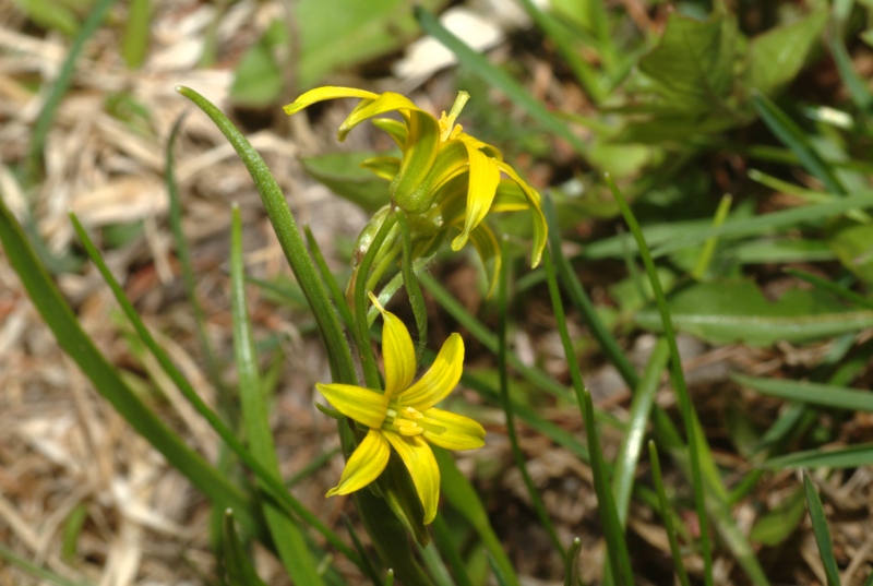 Gagea minima / Cipollaccio minore